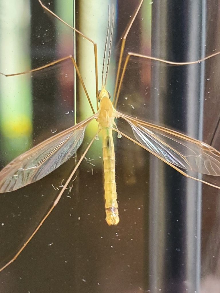 Nephrotoma macrocera