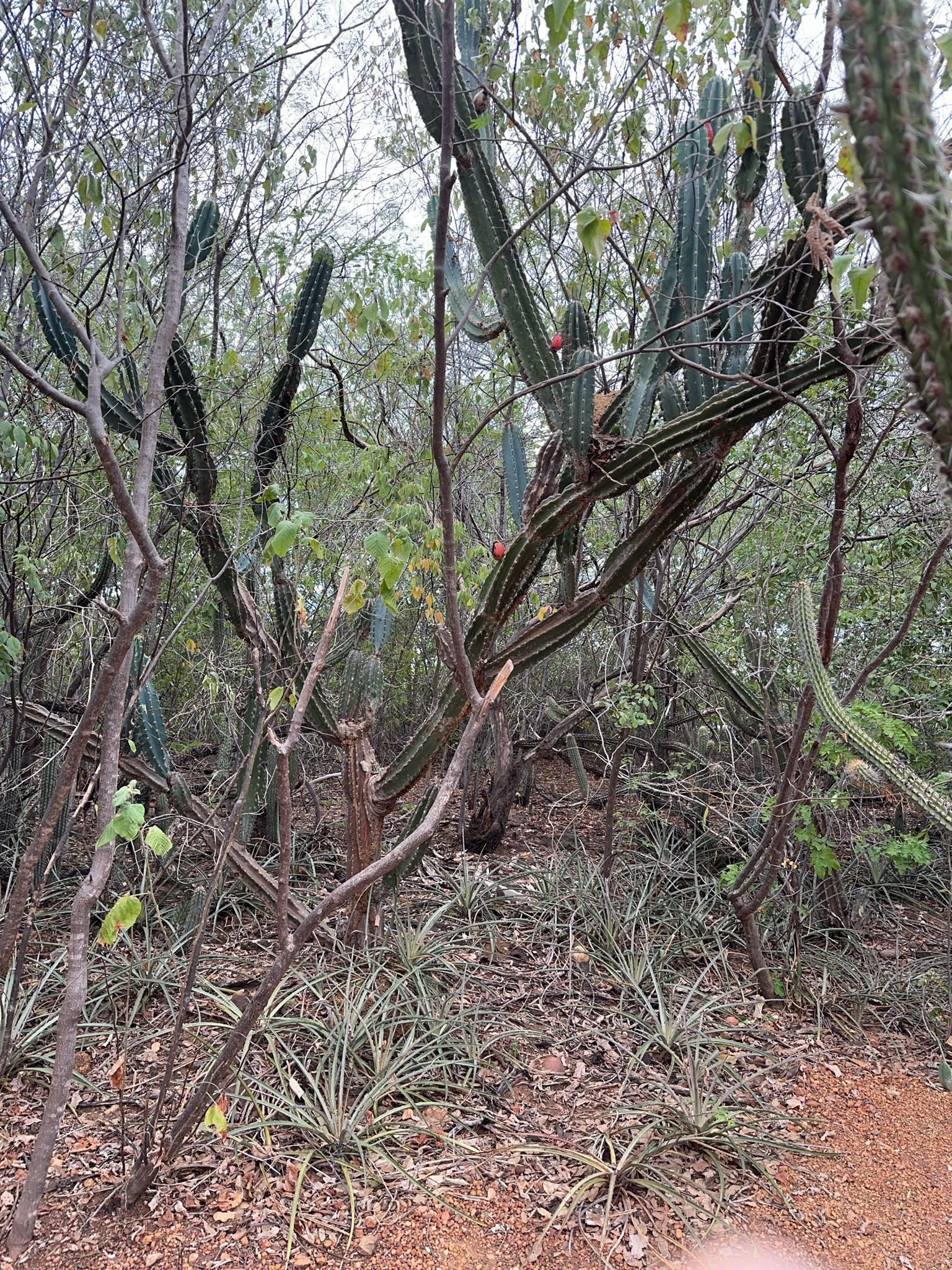 Cereus jamacaru