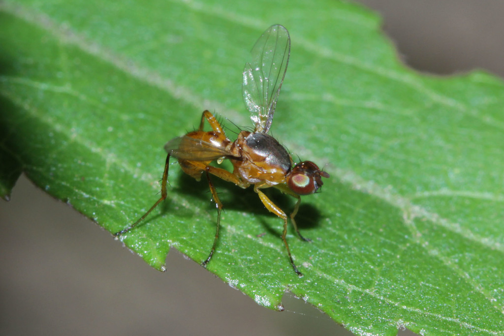 Allosepsis