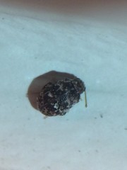 Ganascus ventricosus