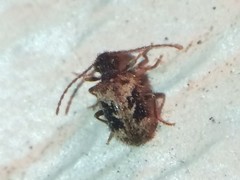 Ptinus texanus