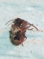 Ptinus texanus