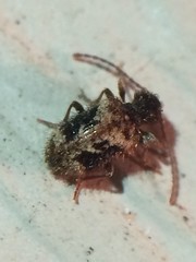 Ptinus texanus