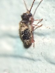 Ptinus texanus