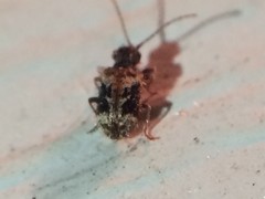 Ptinus texanus