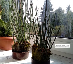 Equisetum hyemale