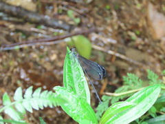 Psolodesmus mandarinus dorothea