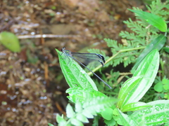 Psolodesmus mandarinus dorothea