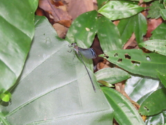 Psolodesmus mandarinus dorothea