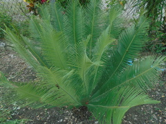 Dioon edule