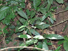 Psolodesmus mandarinus dorothea