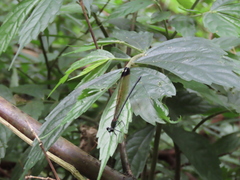 Psolodesmus mandarinus dorothea