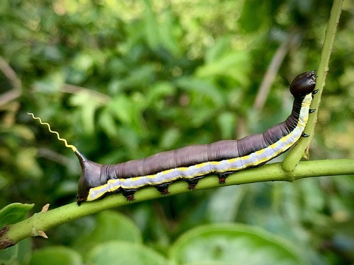 Bardaxima ionia