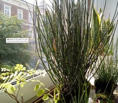 Equisetum hyemale