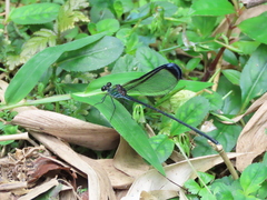 Psolodesmus mandarinus dorothea