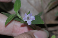 Ruellia repens