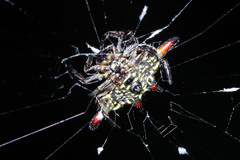 Gasteracantha diardi