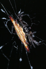 Gasteracantha diardi