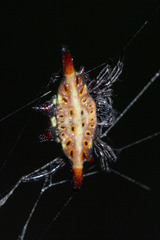 Gasteracantha diardi
