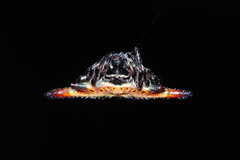Gasteracantha diardi