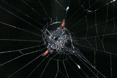 Gasteracantha diardi