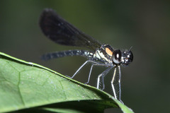 Chlorocyphidae