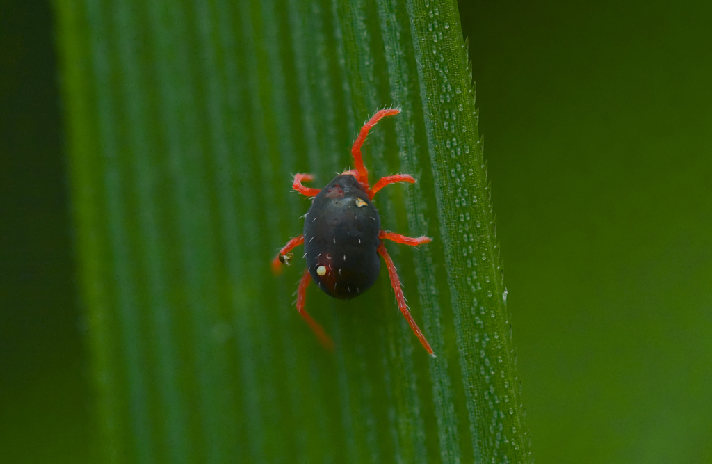 Blue Oat Mite