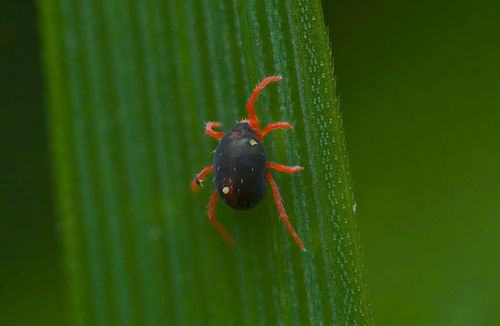 Blue Oat Mite