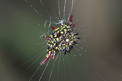 Gasteracantha diadesmia