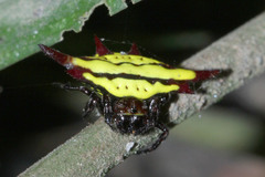 Gasteracantha diadesmia