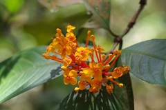 Ixora congesta