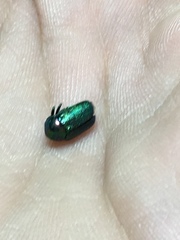 Cryptocephalus aureolus