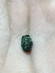 Cryptocephalus aureolus