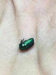 Cryptocephalus aureolus