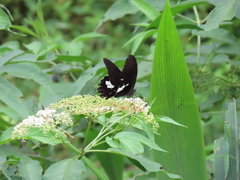 Papilio nephelus chaonulus