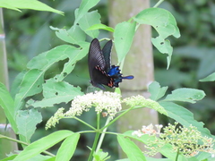 Papilio bianor thrasymedes