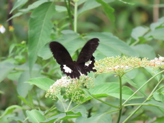Papilio nephelus chaonulus