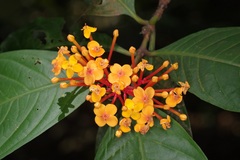 Ixora congesta