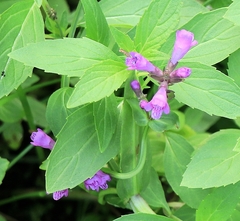 Physostegia parviflora