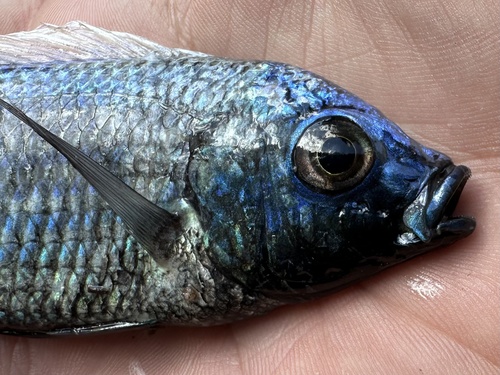 Copadichromis chrysonotus