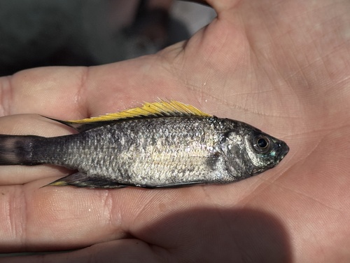 Copadichromis mloto
