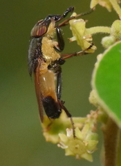 Idiella