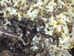 Monomorium salomonis