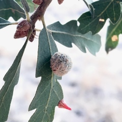 Cynips multipunctata