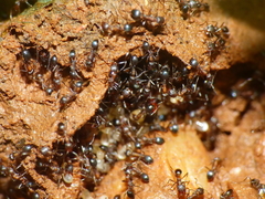 Monomorium salomonis