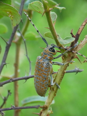 Celosterna scabrator