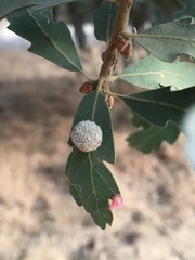 Cynips multipunctata