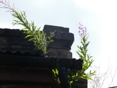 Chamaenerion angustifolium