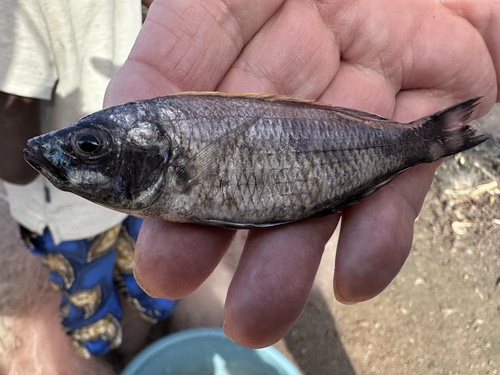 Mloto-utaka (Copadichromis mloto) — Cichlidae — 2