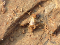 Macrotermitinae